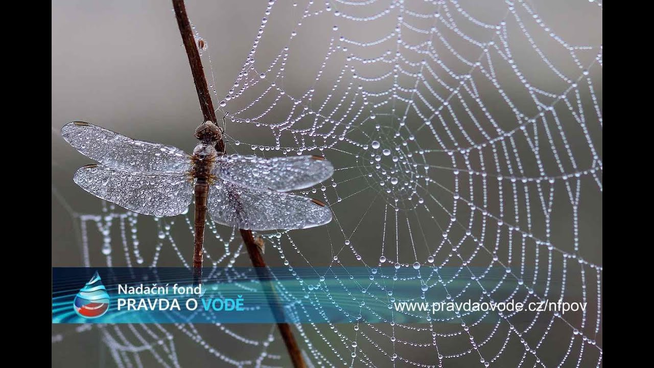 Světový den vody - Vodu potřebuje každy, proto má být spravována jako služba a ne kšeft